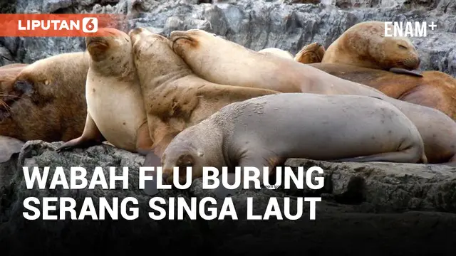 Waspada! Wabah Flu Burung Serang Singa Laut di Argentina, Penularan Bahkan Bisa ke Manusia