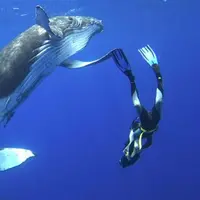 Mari berenang bersama hiu paus. (wordlesstech.com)