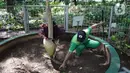 Pekerja membersihkan area dekat Bunga Bangkai (Amorphophallus Titanum) di kawasan Arboretum di Kementerian Lingkungan Hidup dan Kehutanan, Jakarta, Jumat (10/12/2021). Bunga bangkai yang dikirim dari Bengkulu tersebut merupakan jenis tumbuhan yang dilindungi. (Liputan6.com/Herman Zakharia)