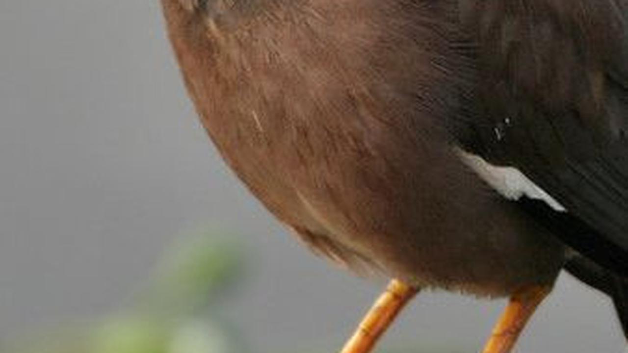 9.&nbsp;Burung Kerak Ungu