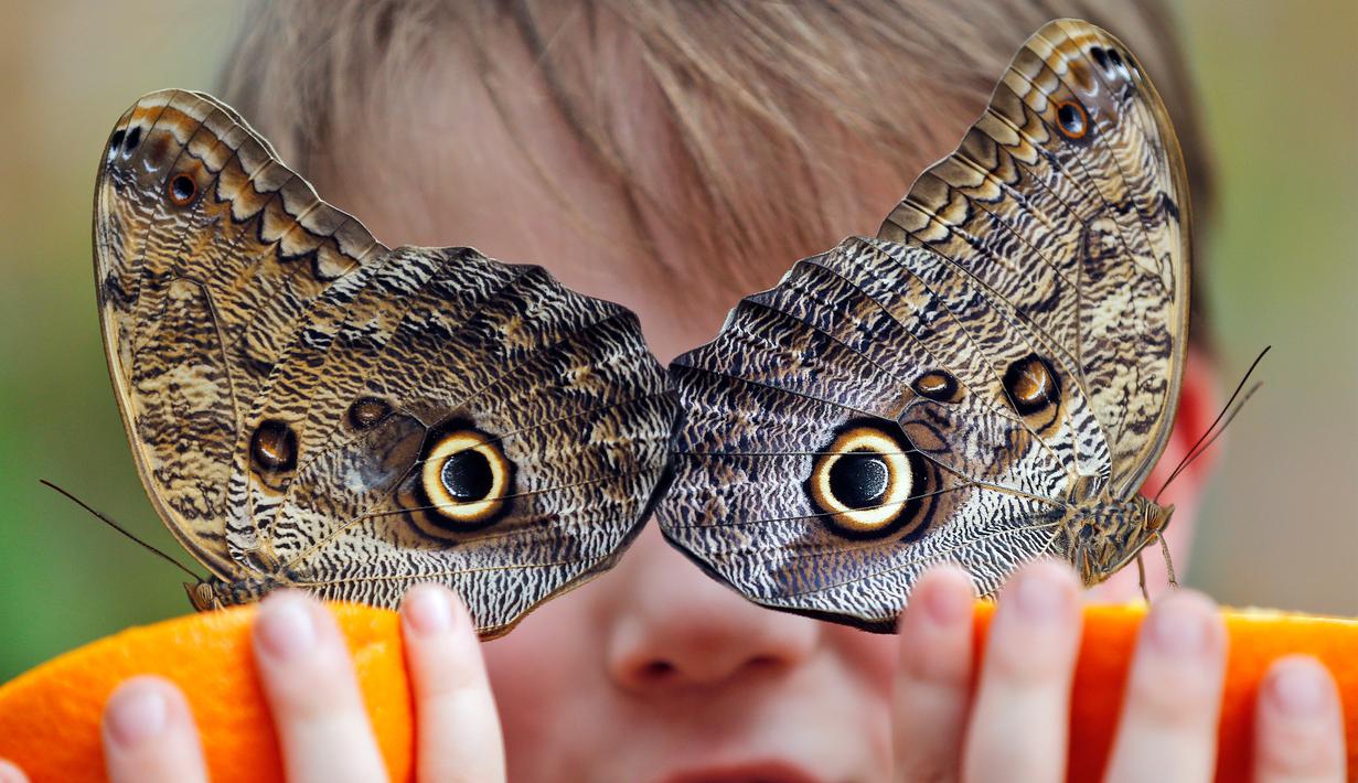 Seorang anak bernama George memegang jeruk untuk memberi makan kupu-kupu Owl di Museum Sejarah Alam di London, Inggris (30/3). Ratusan kupu-kupu tropis dipamerkan dalam acara Sensasional Butterflies. (AP Photo / Frank Augstein)