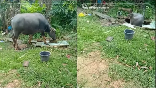 Viral Detik-Detik Kerbau Nyemplung Sumur, Begini Kondisinya Usai Ditarik Keluar