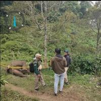 Gajah Sumatera Mati Tersengat Listrik di Aceh Tengah, 1 Warga Mati Diinjak Gajah di Bener Meriah