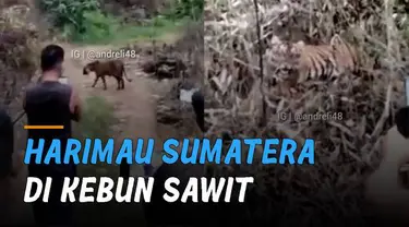 Nampak sejumlah warga mengabadikan momen Harimau Sumatera saat melintas di jalan perkebunan dari jarak yang cukup dekat.