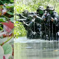 Wih, ternyata TNI kita punya ramuan ajaib yang mujarab menyembuhkan demam berdarah. Ramuan apakah itu?