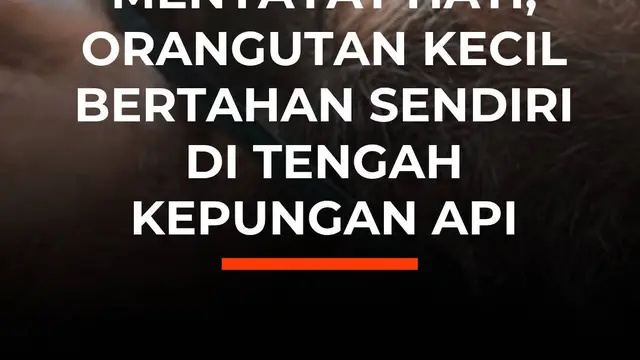 Menyayat Hati, Orangutan Kecil Bertahan Sendiri di Tengah Kepungan Api