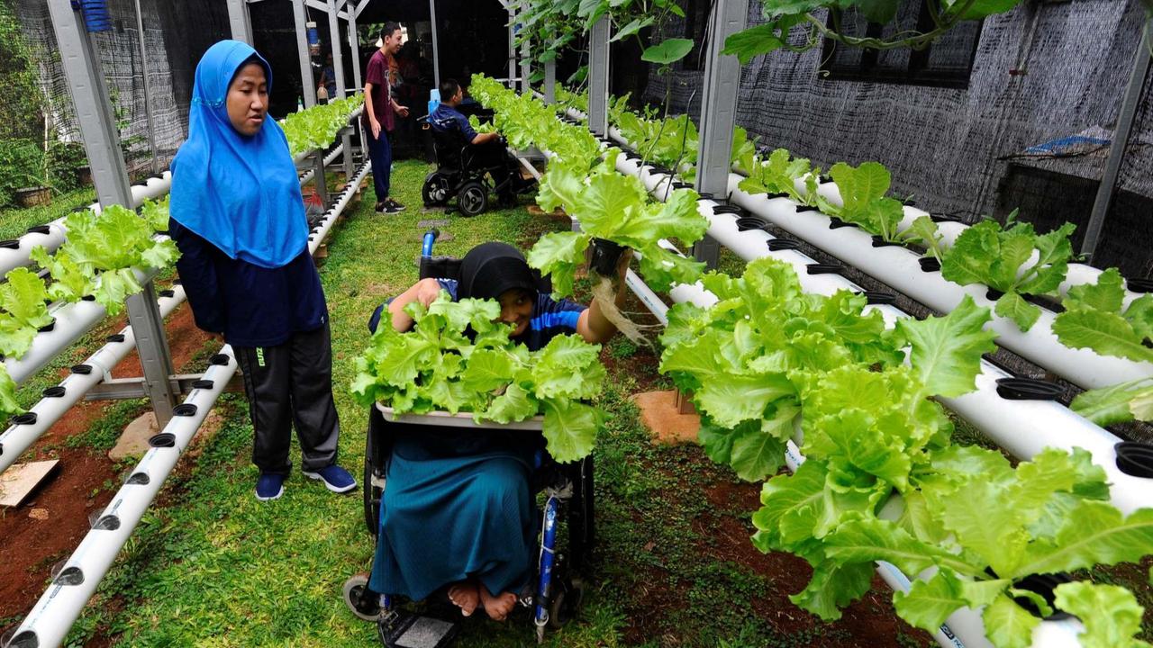 Murid difabel panen selada air di kebun hidroponik YPAC