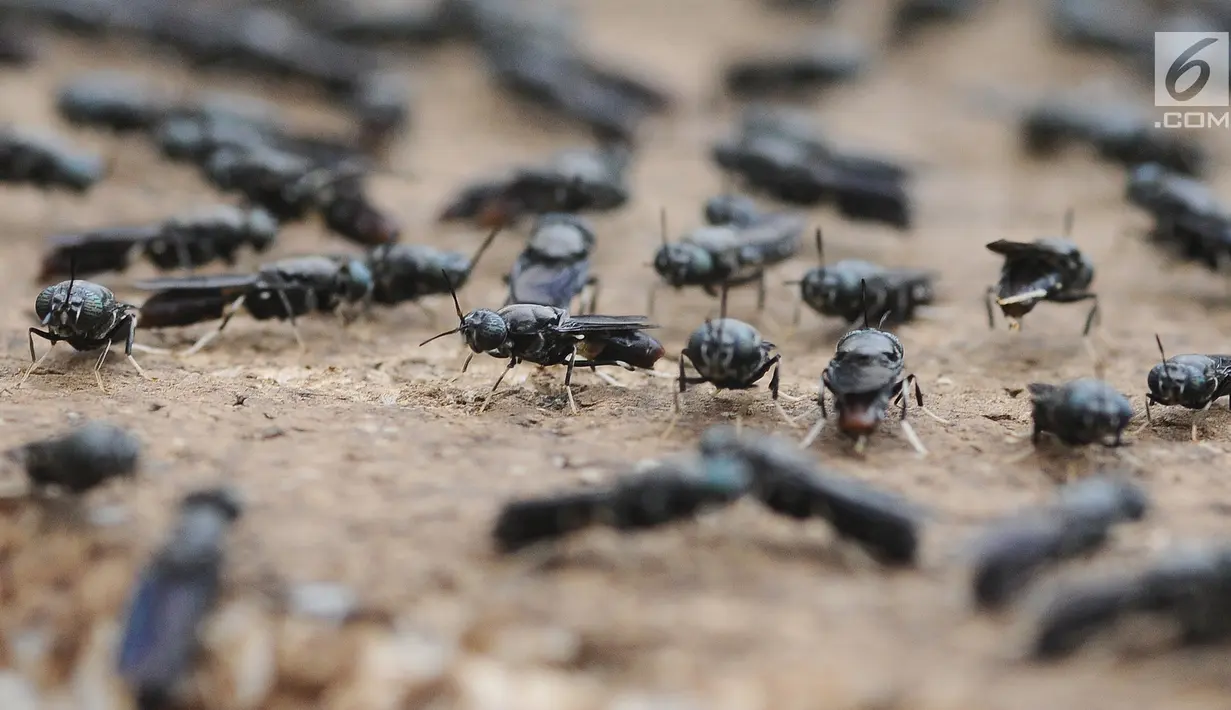 Lalat tentara hitam terihat di penangkaran Unit Pengolahan Sampah (UPS) 2 Sukmajaya Depok, Jawa Barat, Selasa (5/3). Telur lalat tentara hitam menghasilkan ulat maggot. (Liputan6.com/Herman Zakharia)