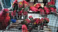 Karantina Sulut Gagalkan Penyelundupan 50 Ekor Burung Kasturi Ternate di Pelabuhan Manado