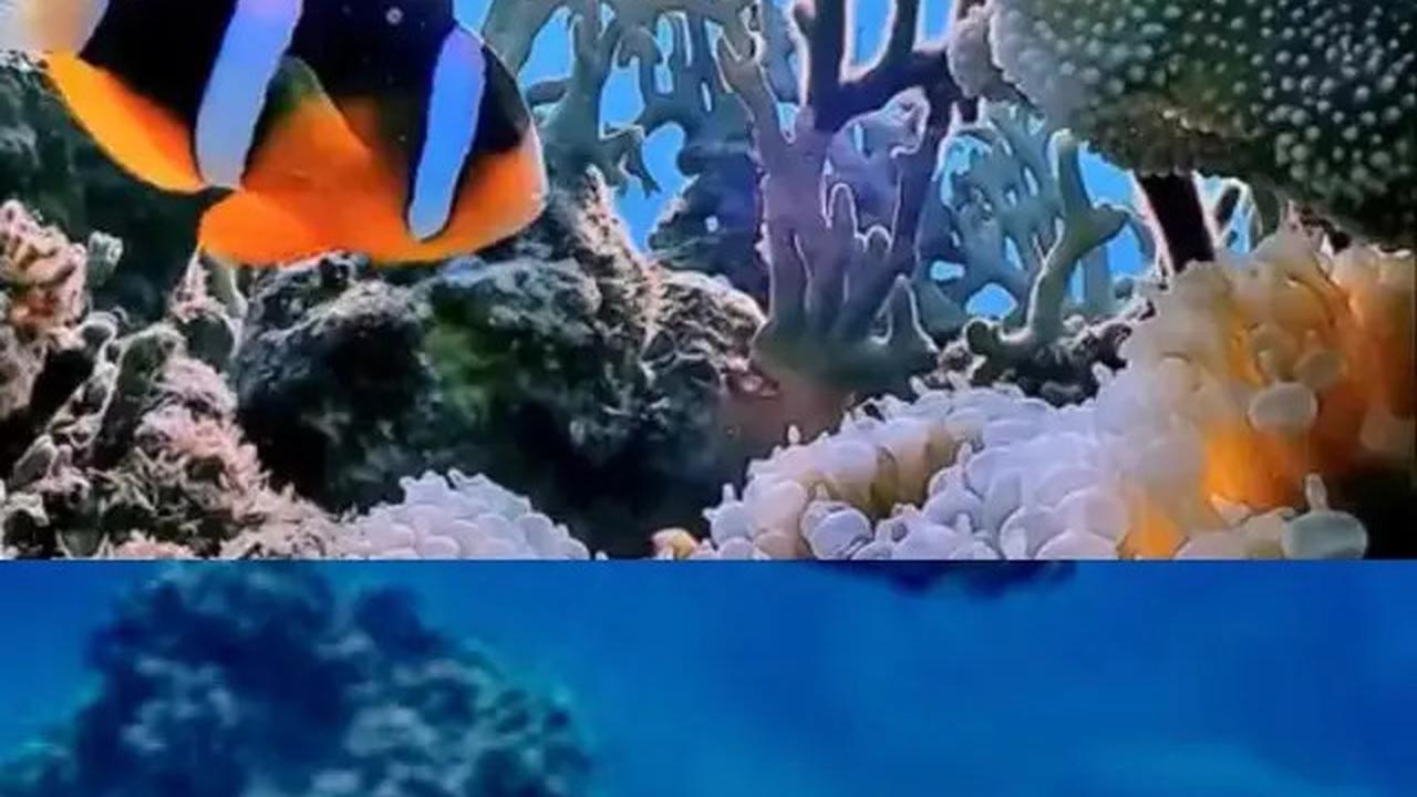 3 Taman Laut Indonesia Masuk Daftar Tempat Menyelam Terbaik di Asia Versi City Nomads, Apa Saja?
