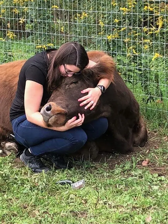 Unik, Begini Rasanya Relaksasi dengan Cara Peluk Seekor Sapi