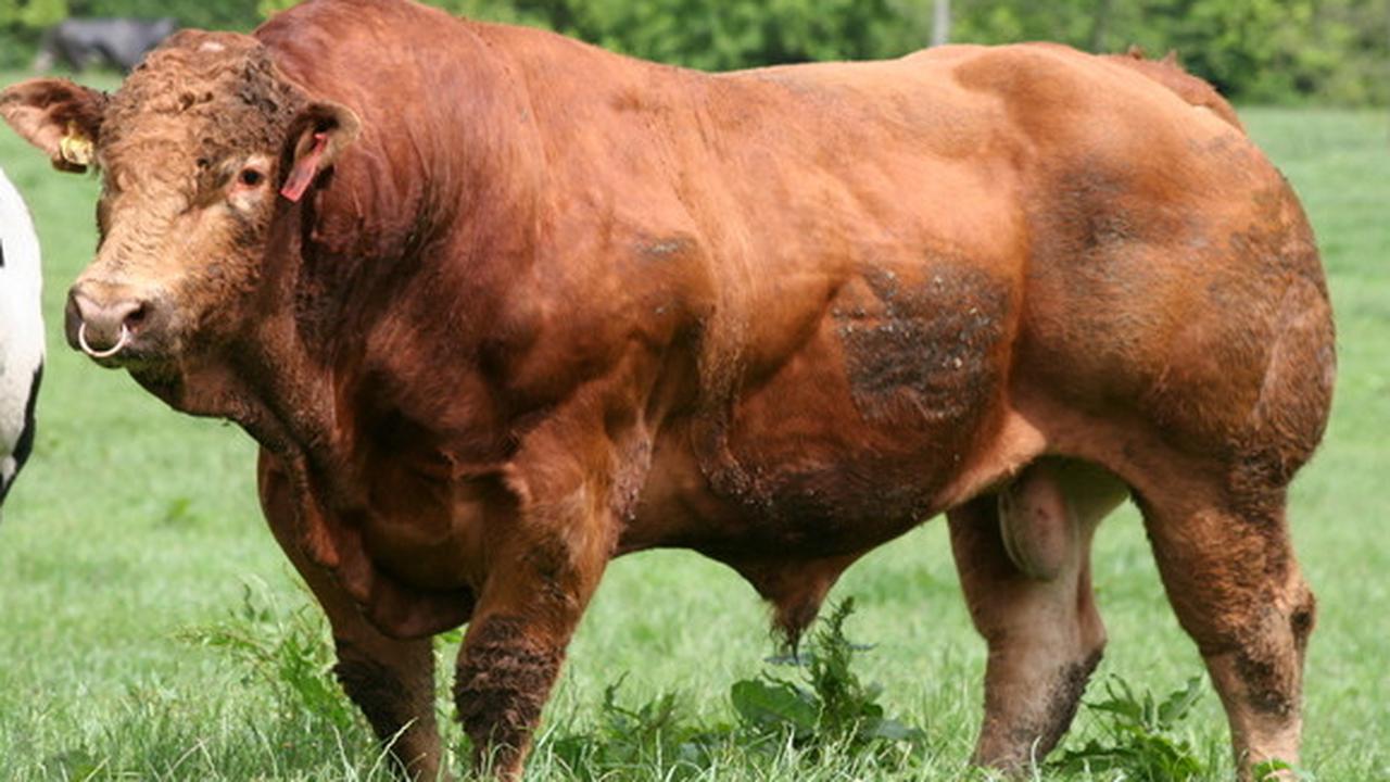 Sapi Limosin
