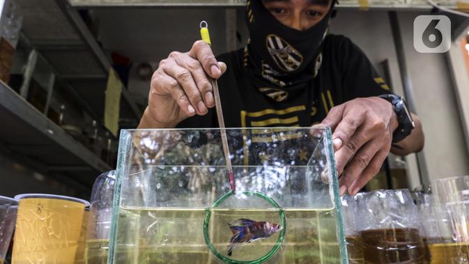 Pekerja memilah ikan cupang hias saat melakukan perawatan di Galeri Simprug Betta Fish, Jakarta, Jumat (7/8/2020). Ikan cupang hias yang dipasarkan melalui platform digital tersebut bahkan belum bisa memenuhi permintaan pasar ekspor untuk Asia dan Eropa. (Liputan6.com/Johan Tallo)