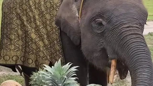 Perayaan ulang tahun Gajah Domang yang ke-4.