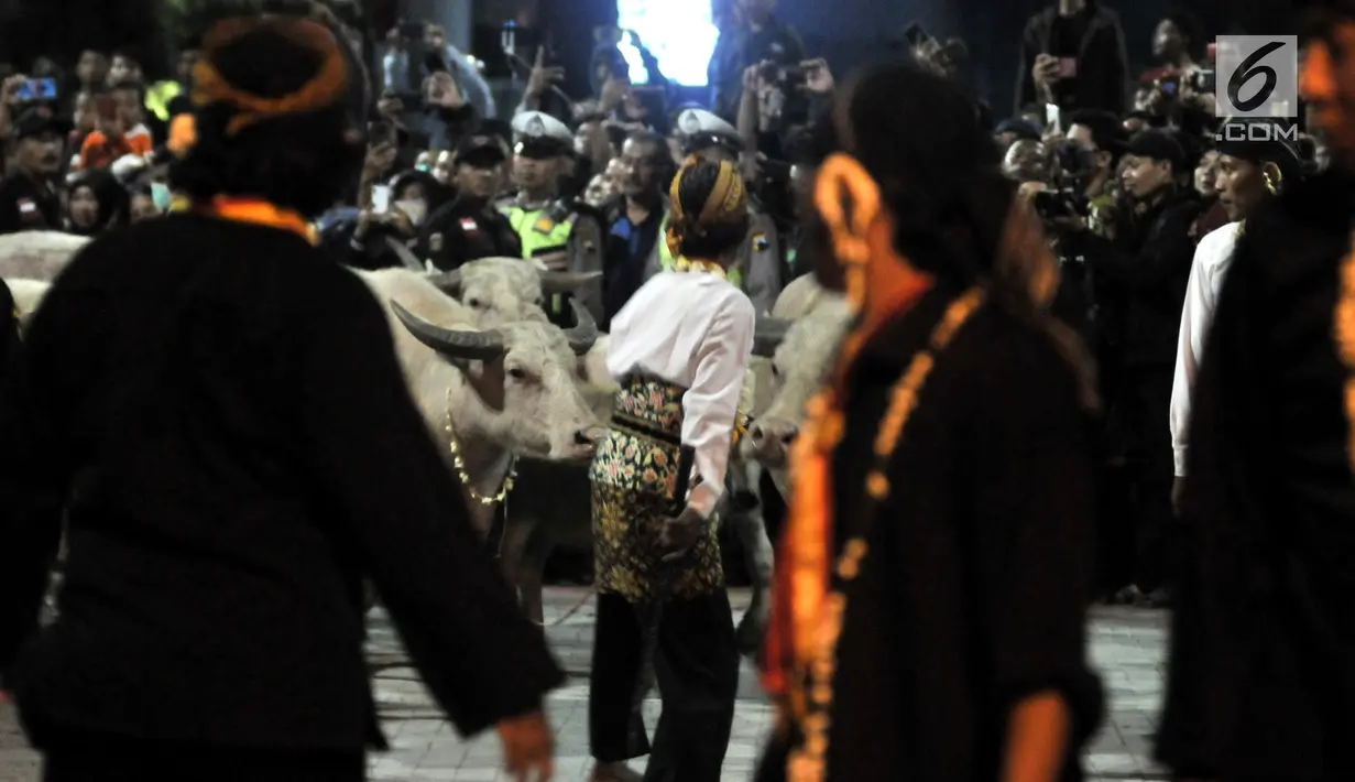 Kawanan Kerbau 'bule' keturunan Kerbau Pusaka Keraton Kyai Slamet mengikuti kirab peringatan 1 Suro di Keraton Kasunanan Surakarta Hadiningrat, Solo, Sabtu (31/8/2019). Kirab memperingati pergantian tahun baru Hijriah yang dalam penanggalan Jawa disebut satu Suro. (merdeka.com/Iqbal S Nugroho)