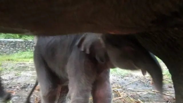 Gajah Sumatra