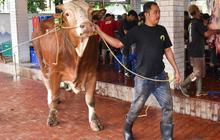 FOTO: Masjid Istiqlal Mulai Sembelih 72 Ekor Hewan Kurban, Ada Sapi Jokowi, Prabowo, Gibran hingga Megawati