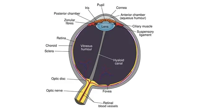 Ilustrasi organ dalam mata