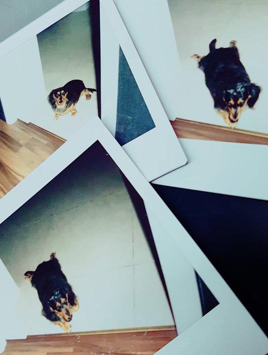 Foto-foto Roo yang diambil oleh Jonghyun. Dalam foto Roo Banyak warganet yang menanyakan bagaimana dan siapa yang akan merawat Roo setelah ditinggal Jonghyun SHINee. (instagram/jonghyun.948)