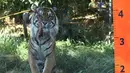 Seekor Harimau Sumatera mendekati daging di Kebun Binatang London, Inggris, Rabu (24/8). Harimau yang memiliki nama latin Panthera Tigris Sumatrae ini diduga hanya terdapat 300 harimau jenis ini yang tersisa. (REUTERS / Neil Balai)