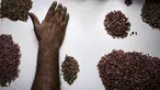 Seorang ahli geologi melakukan proses penyortiran akhir di tambang Gemfields Ruby di Montepuez, Mozambik (14/2). Batu ruby ini adalah salah satu batu permata berwarna yang berharga tinggi. (AFP/John Wessels)