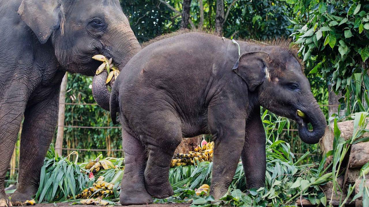 FOTO: Pesta Buah untuk Nurhayati dan Kama di Hari Gajah Sedunia