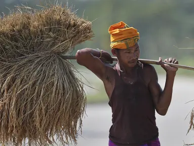 Seorang petani suku Indian membawa padi di pundaknya setelah memanennya, di pinggiran Gauhati, India (16/11/2019). Lebih dari 70 persen dari 1,25 miliar penduduk India terlibat dalam pertanian. (AP Photo/Anupam Nath)