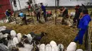 Sejumlah tukang cukur mencukur bulu kawanan domba di desa kecil Pyrenean, Bizkarreta, Spanyol, Sabtu (29/5/2021). Bulu domba dicukur sebelum musim panas agar tidak merasakan terlalu panas untuk hewan dengan bulu seperti mereka. (AP Photo/Alvaro Barrientos)