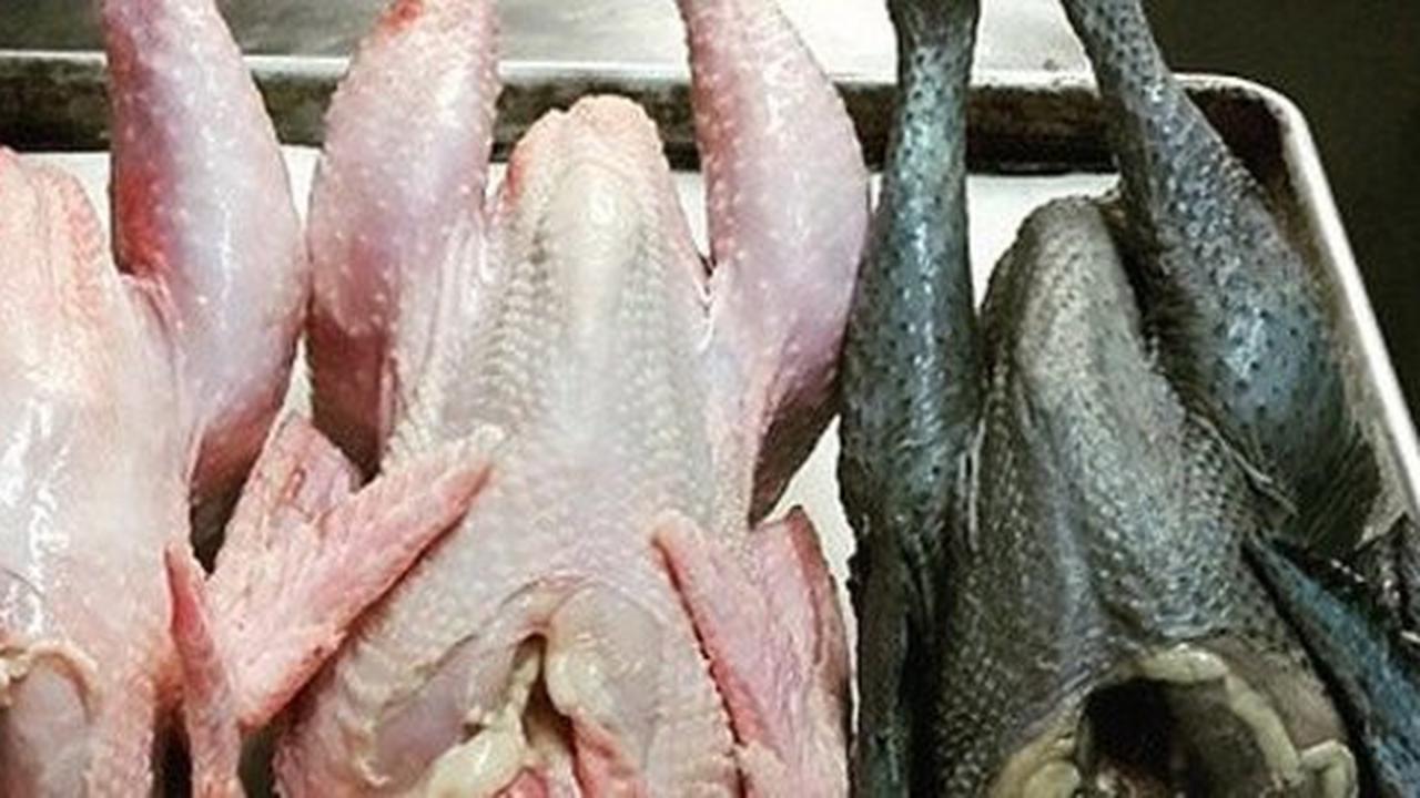 Ayam cemani tak simpan pertanda buruk