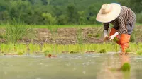 Ilustrasi petani sedang menanam padi. Foto: liputan6.com/freepik/felek wahyu&nbsp;