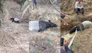Misteri Penemuan Tapir di Kebun Sawit Mesuji