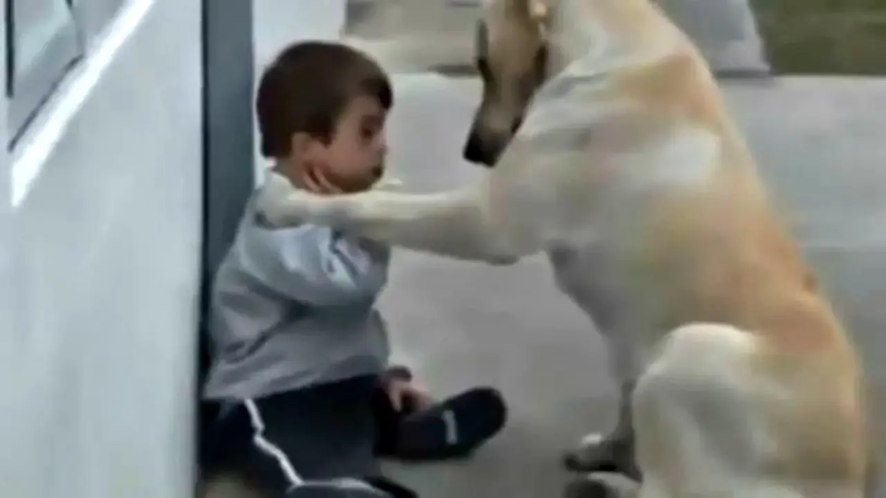 Anjing Penyayang Anak Down Syndrome
