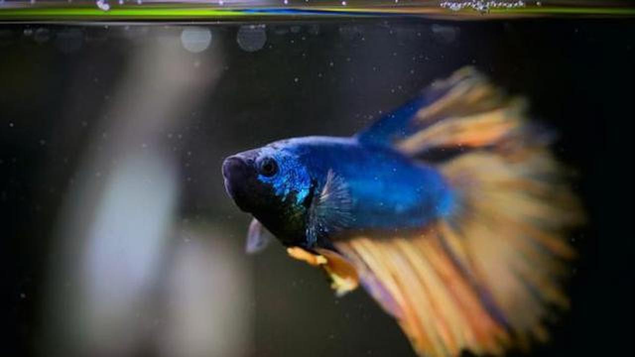 Jenis Ikan Kecil yang Bisa Diternak di Galon, Perawatan Mudah Cocok untuk Usaha Rumahan