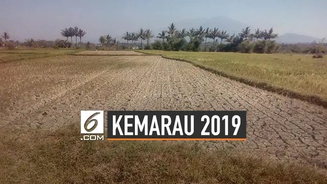 VIDEO: Dampak Kemarau Panjang 2019 Menurut BMKG