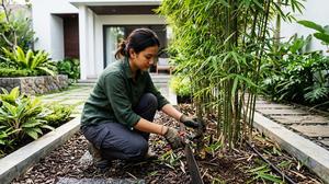 Cara Menanam Bambu Jepang di Halaman Rumah Agar Tidak Menyebar, Aman Bagi Pondasi