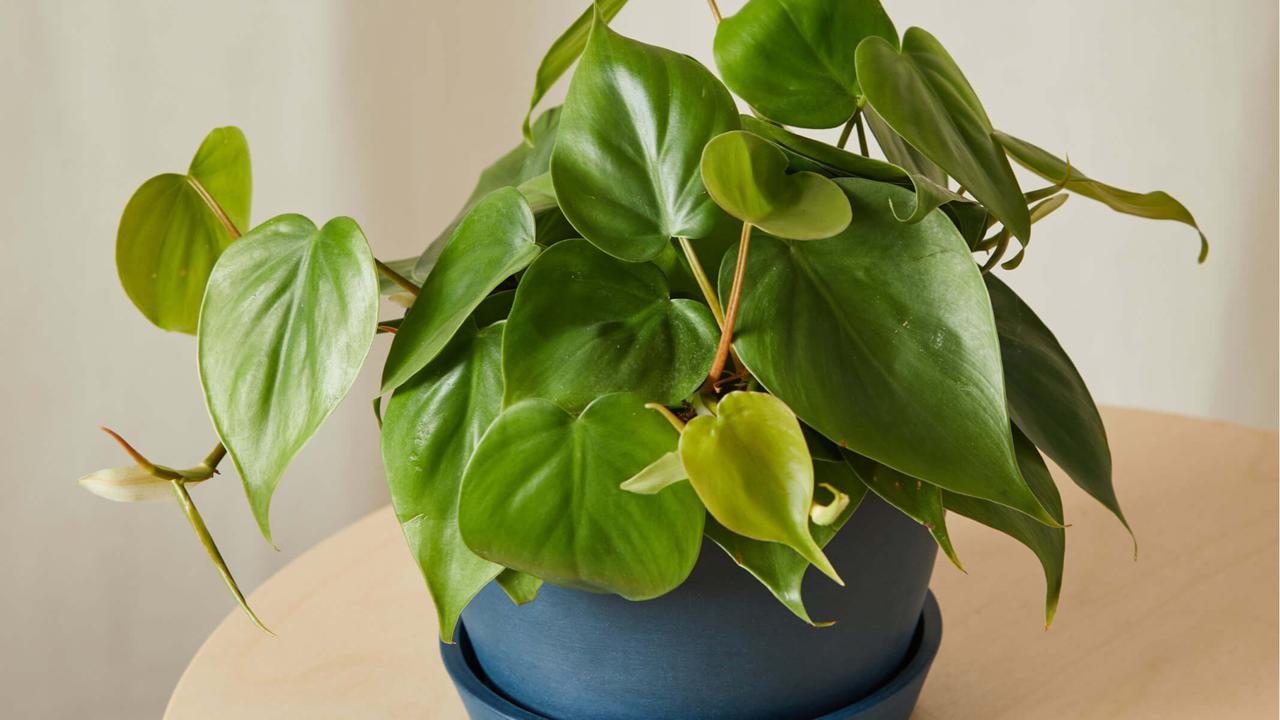 Philodendron Heartleaf