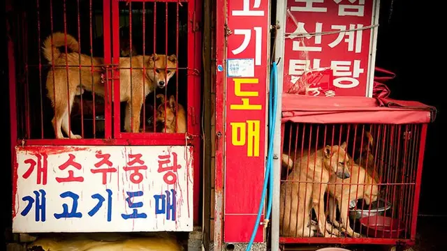 pasar daging anjing korea selatan