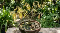 Pohon Buah Mini Sudah Berbunga tapi Tidak Jadi Buah? Ini Penyebab dan Solusinya