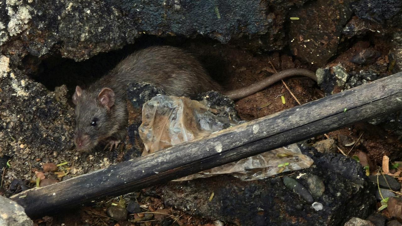 Tikus Got