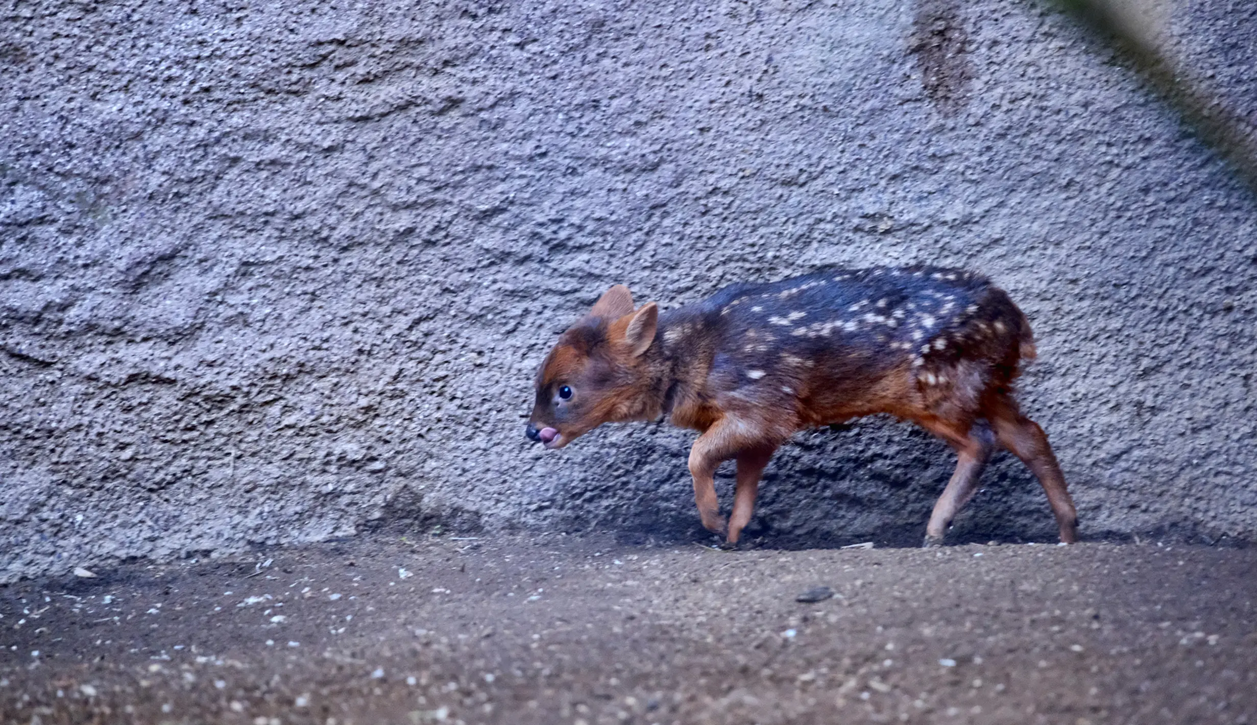 FOTO: Haechan NCT Jadi Nama Bayi Rusa Langka di Kebun Binatang Los ...