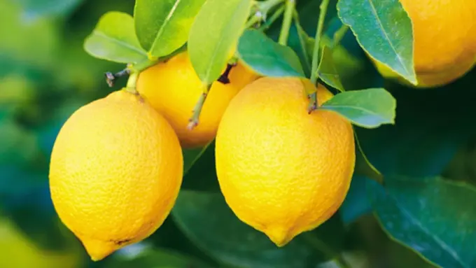 Foto: Copyright ThinkStockPhotos.com