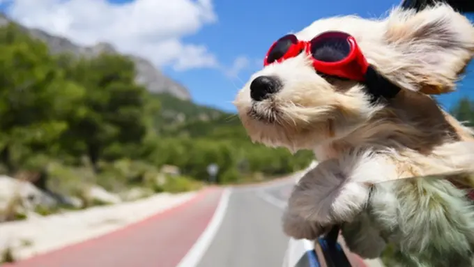 Copyright by shutterstock.com