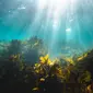 Tanaman rumput laut yang bisa membantu mengikat karbondioksida dan membantu mengatasi masalah iklim yang terjadi. (dok. Unsplash / Silas Baisch)