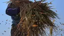 Petani merontokkan gabah kering dari batang tanaman. (Liputan6.com/Angga Yuniar)