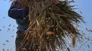 Petani merontokkan gabah kering dari batang tanaman. (Liputan6.com/Angga Yuniar)