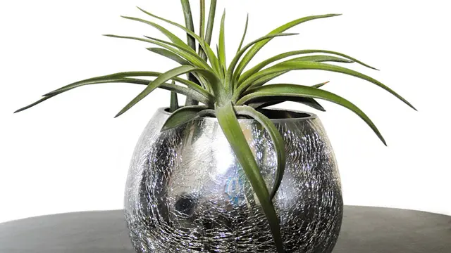 Tillandsia, Tanaman Cantik Minim Perawatan
