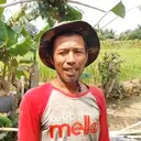 Petani Lampung Dihantui Gagal Panen di Saat Harga Gabah Tinggi