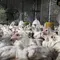 Harga Ayam Rp 40.000 per Kg di Pasar, Peternak: Ada Mata Rantai yang Harus Dibuka