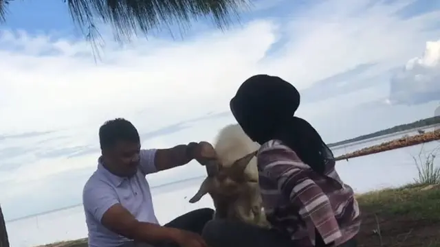 Viral Momen Kocak Pasangan Lagi Piknik di Pantai Ini Malah Diganggu Kambing