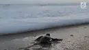Tukik berjalan menuju laut saat dilepas di Pantai Pangumbahan, Ujung Genteng,  Sukabumi, Jawa Barat (27/10). Pelepasan dilakukan setiap penetasan tukik di tempat penangkaran Penyu hijau yang dikelolola DKPP Pemprov Jawa Barat. (Merdeka.com/Arie Basuki)